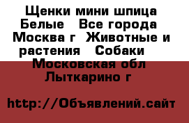 Щенки мини шпица Белые - Все города, Москва г. Животные и растения » Собаки   . Московская обл.,Лыткарино г.
